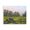Pastoral Grazing Cows Landscape, variant on Stupell Industries Farmhouse Purple Fields & Cows Black Framed Print Under Glass, 16 x 13, by Marnie Bourque