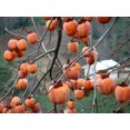 thumbnail image 3 of 5 JAPANESE PERSIMMON Tree Asian Diospyros Kaki Orange Red Fruit Flower Seeds, 3 of 10