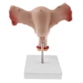 thumbnail image 3 of 1:1 Human Female Uterus Ovary Fallopian Tubes Model Anatomical Human Anatomy Model Teaching Tools, 3 of 8