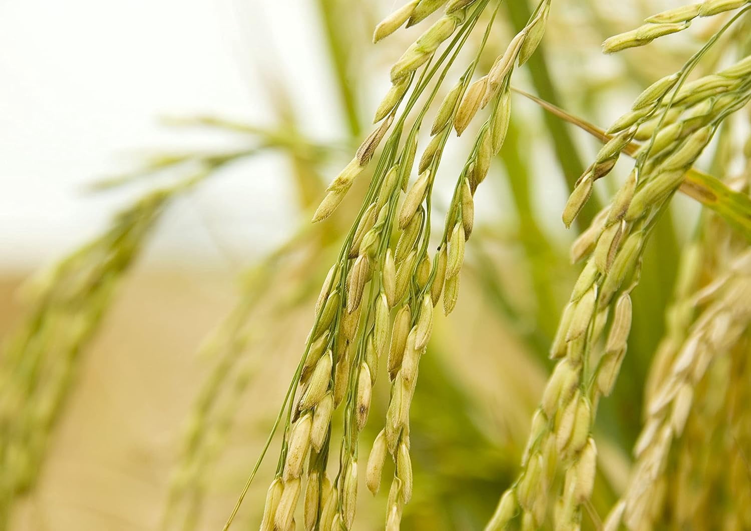 Jasmine Brown Rice, 5 Pounds — Kosher, Raw, Vegan — by Food to Live