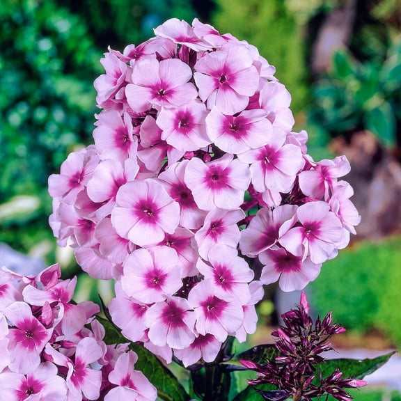 Bright Eyes Hardy Tall Phlox Dormant Bare Root Perennial Plants, 5-Pack