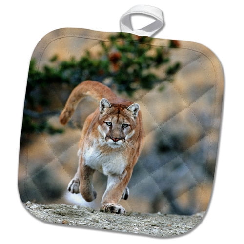 3dRose, Mountain Lion, Felis concolor, running, Montana, 8x8 Potholder
