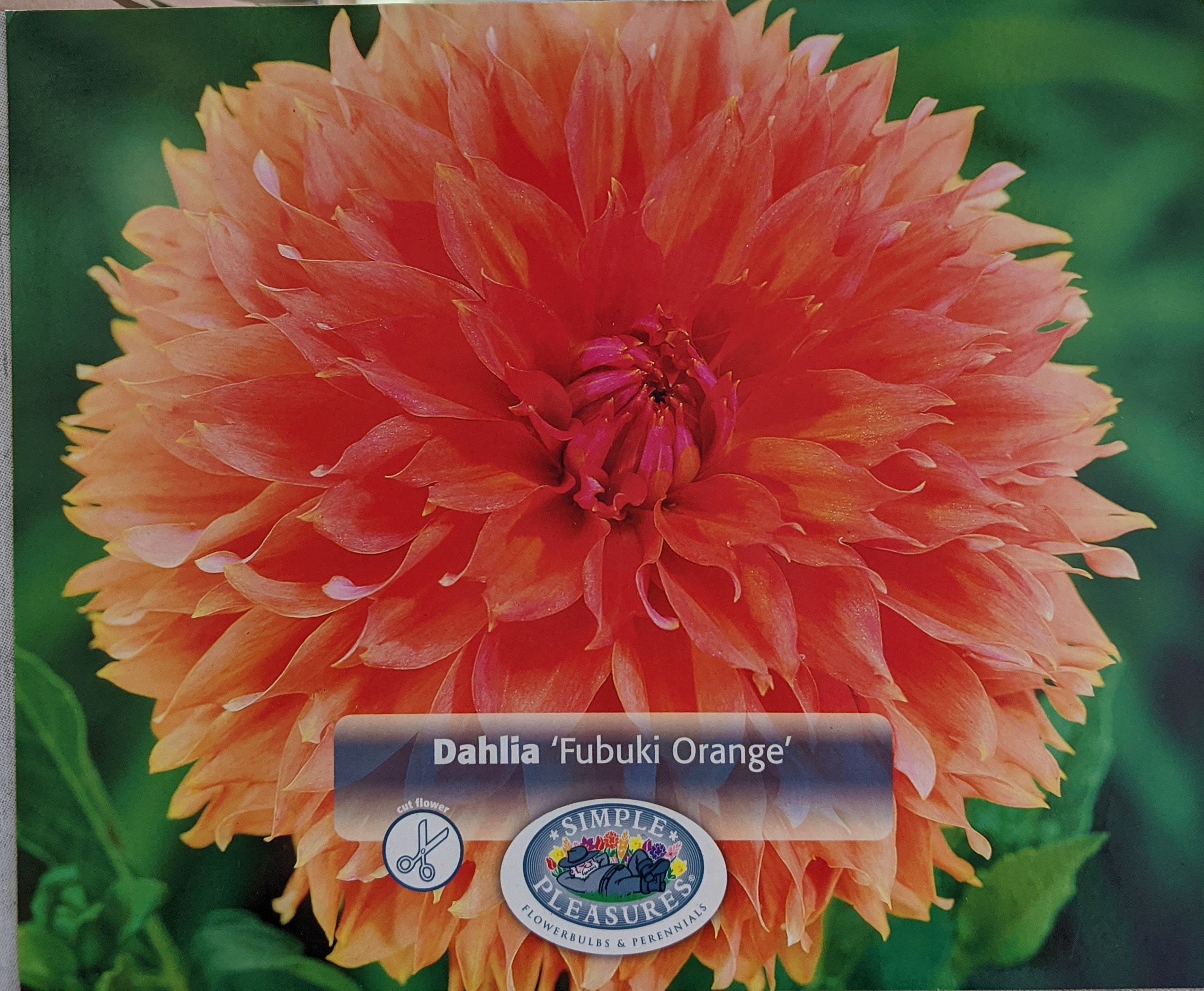 Orange Marmelade Fubuki Dahlia Huge Dinnerplate Fimbriata Flower1