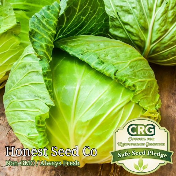 400 Brunswick Cabbage Seeds | Non-GMO | Fresh Garden Seeds