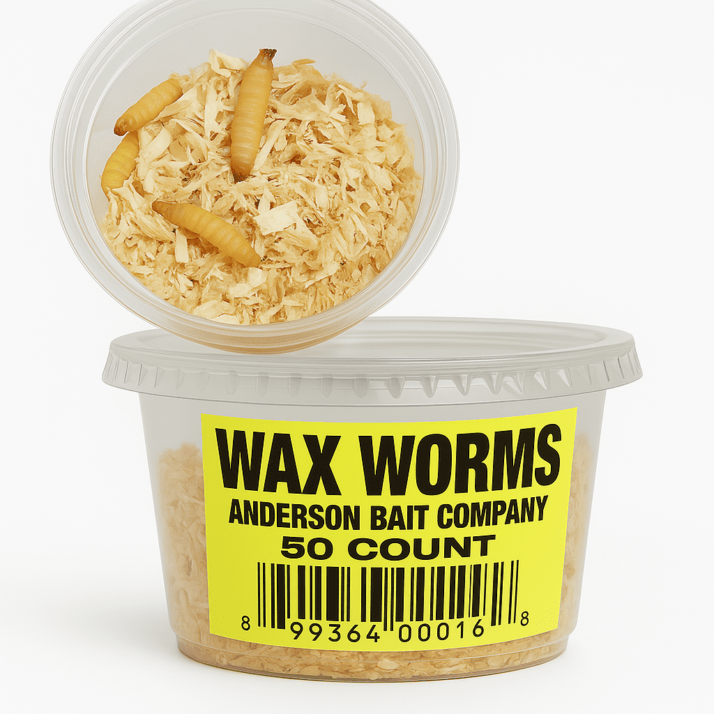 Live Wax Worms