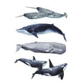 thumbnail image 2 of Popp, Grace 13x18 White Modern Wood Framed Museum Art Print Titled - Custom Whale Stack II, 2 of 4