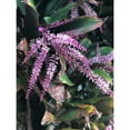 thumbnail image 3 of Melanson, Suzanne 15x18 Black Modern Framed Museum Art Print Titled - Lavender Beauty, 3 of 5