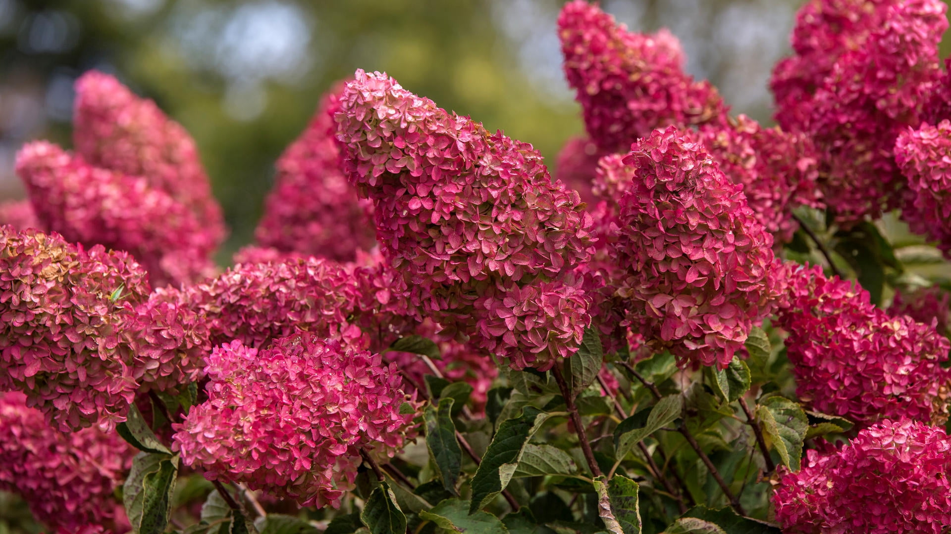 2G Hydrangea Berry White Live Shrub with Full Sun - 1 Piece