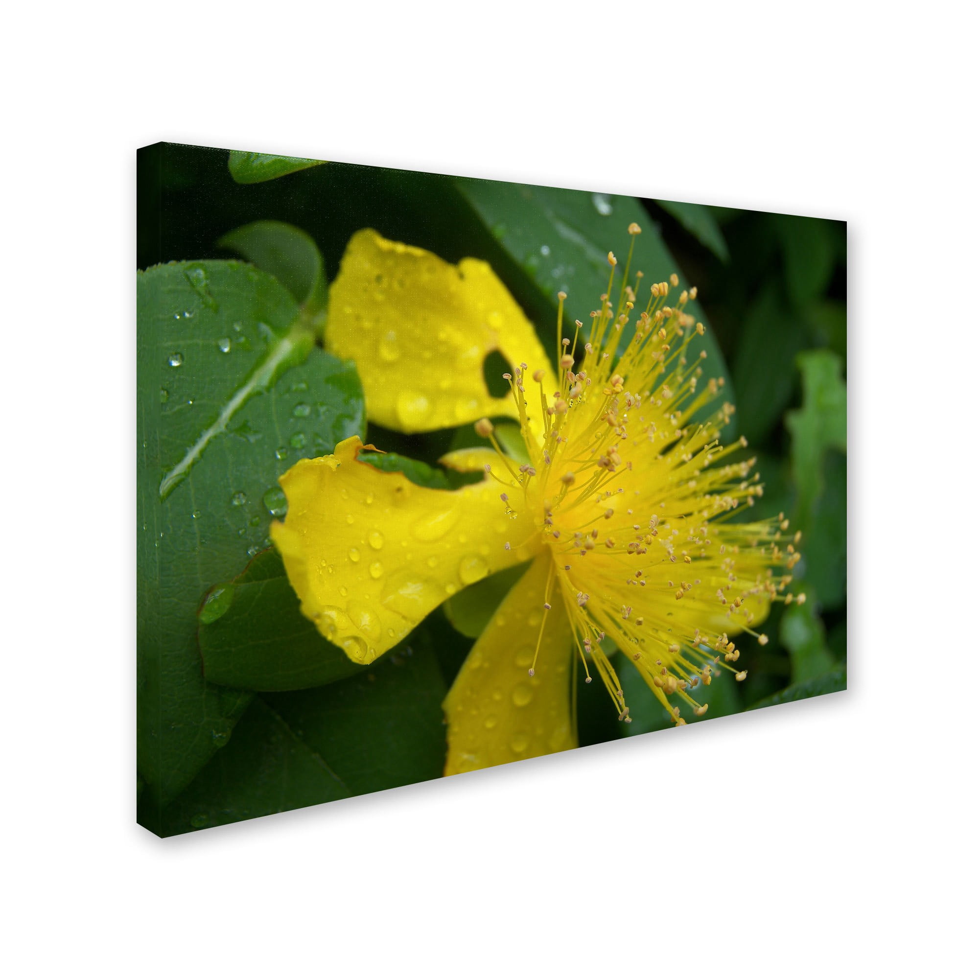 Trademark Fine Art "Mana" Canvas Art by Monica Fleet
