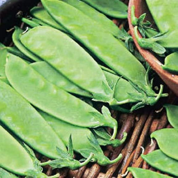 Todd's Seeds Oregon Giant Pea Heirloom Seed - 15g Packet