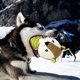 thumbnail image 3 of Juguete de peluche Yashi para perros TPR masticable color foca, 3 of 5