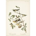 thumbnail image 2 of Audubon, John James 13x18 Gold Ornate Wood Framed with Double Matting Museum Art Print Titled - Pl. 414 Golden-winged Warbler, 2 of 4