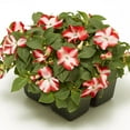 thumbnail image 2 of Impatiens Imara XDR Orange Star F1 Seed, 2 of 2