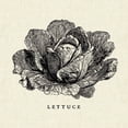 thumbnail image 3 of Gango Home Decor Contemporary Linen Vegetable BW Sketch Beets & Lettuce by Studio Mousseau (Ready to Hang); Two 16x16in Hand-Stretched Canvases, 3 of 5