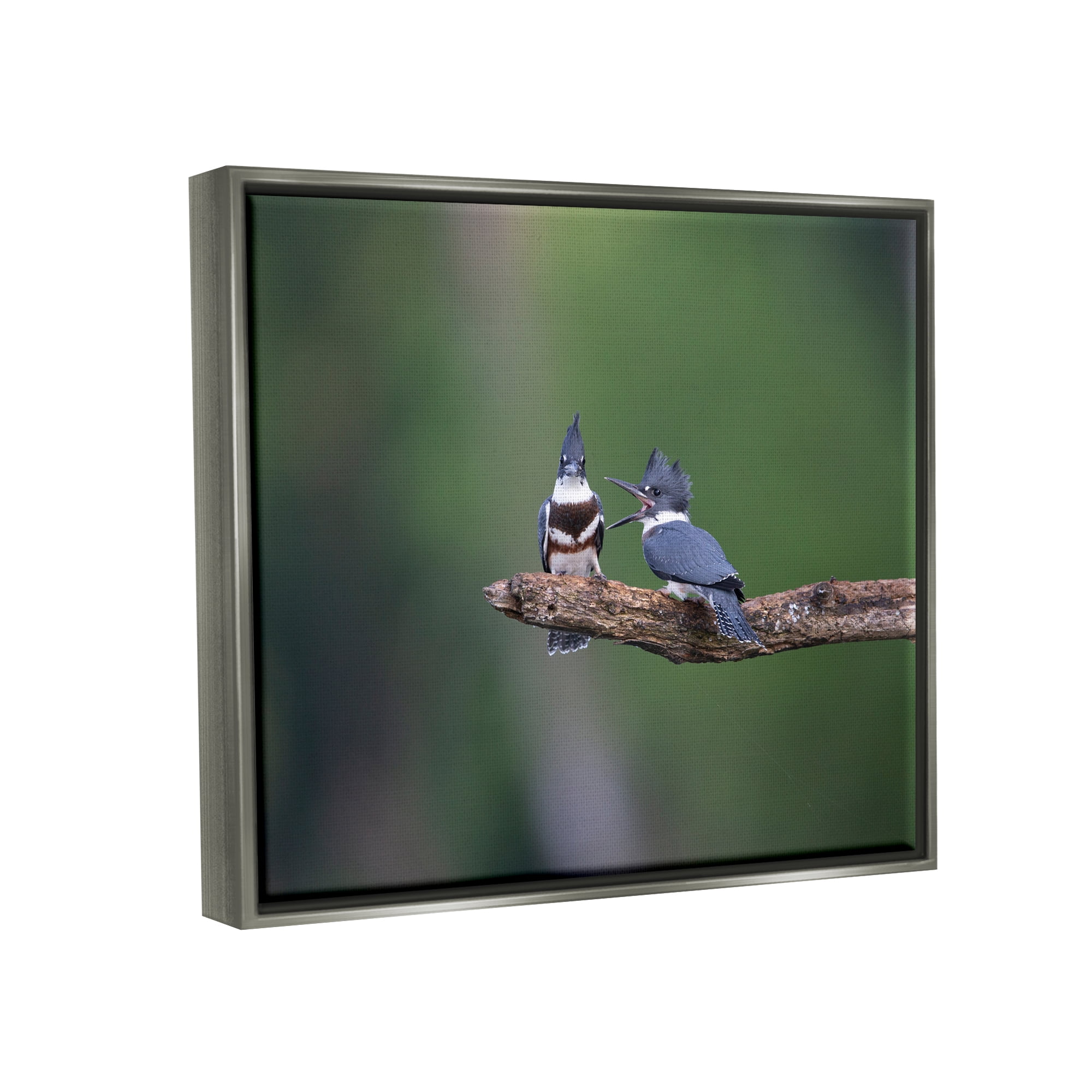 Stupell Industries Blue Jays on Branch Animals & Insects Photography Gray Floater Framed Canvas Art Print Wall Art, 31 x 25