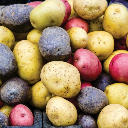 Van Zyverden Harvest Blend Seed Potatoes, Dormant Tuber, Full Sun; 6+ Hrs, Multicolor