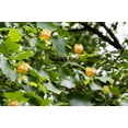 thumbnail image 5 of 15 TULIP POPLAR TREE Yellow Flower Liriodendron Tulipifera Whitewood Seeds, 5 of 11