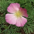 thumbnail image 2 of Plant Good Seed Purple Gleam California Poppy Seeds, Flower Seeds for Planting, 200 Seeds, 2 of 6