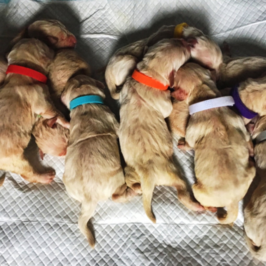 Diy newborn puppy collars 2025