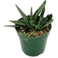 thumbnail image 2 of ragnaroc Live Succulents – Gasteria Bicolor in 4” Pot - 1ct - Live Arrival Guaranteed - Potted Succulents, House Plants for Home Decor & Gift, 2 of 5