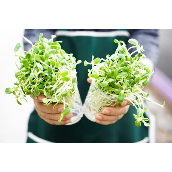 Sunflower Sprouts Seeds (200 Seeds) Grow Tasty and Delicious Sprouts in Just Water