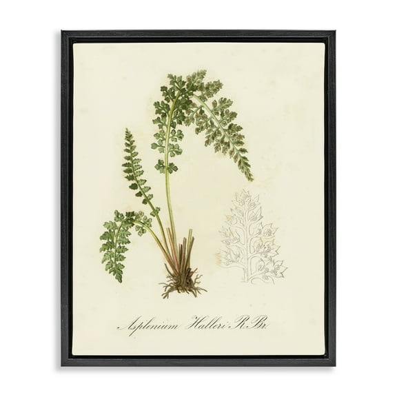 Stupell Industries Scientific Fern Study Plants & Flowers Painting Black Floater Framed Canvas Art Print Wall Art, 17 x 21