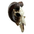 thumbnail image 3 of Ebros Large Bighorn Ram Skull Wall Decor 11.25" Wide Hanging Sculpture Plaque Wild Beast Trophy Figurine, 3 of 4