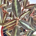 thumbnail image 3 of Peperomia Metallica Live Plant | Peperomia Plant Metallica | Pet Safe Rare House Plants | Air Purifying Easy Care Houseplants | Plant Gifts, 3 of 6