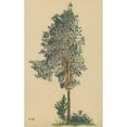 thumbnail image 3 of Karl Wiener 13x18 Black Modern Framed Museum Art Print Titled - Without Title (Needle Tree) I (Around 1924), 3 of 5