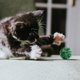 thumbnail image 2 of Juguete Para Gatos Gold Onion Elastic 5 Cm Juguete Divertido Para Gatos Gold Large Gold Onion Glitter Cat Cat Teaser Toys Cat Playthings, 2 of 2