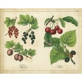thumbnail image 2 of Unknown 14x12 White Modern Wood Framed Museum Art Print Titled - Kitchen Fruits III, 2 of 4