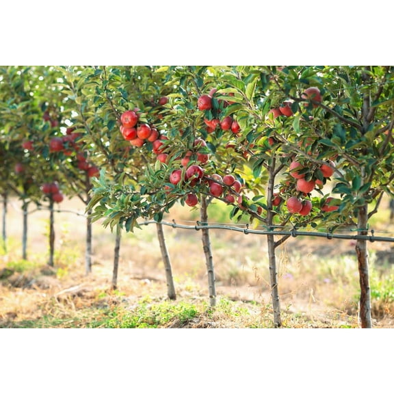 CZ Grain 30 Apple Malus Pumila Plant Seeds