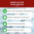 thumbnail image 4 of Bloomingbulb 1 Red Amaryllis, Easy to Grow Live Indoor Flower, Flower Bulb Potted in Festive Pot, Gift for Christmas, Holidays, Housewarming, Office, Home, and Room Decor, 12-24-Inches Tall, 4 of 7