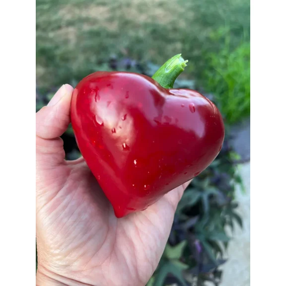 Sherwood Seeds 10 Heirloom Lesya Red Pepper Plant Seeds, Thick Flesh