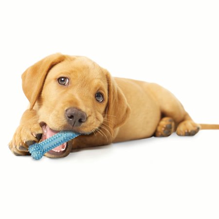 UPC: 0018214832393 | Nylabone Puppy Teething & Soothing Flexible Chew Toy Chicken Blue X-Small/Petite – Up to 15 lbs.