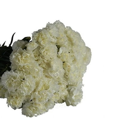 KaBloom : Bulk 75 White Carnation Next-Day Delivery Gift for Every Occasion. KaBloom : Bulk 75 White Carnation Next-Day Delivery Gift for Every Occasion.