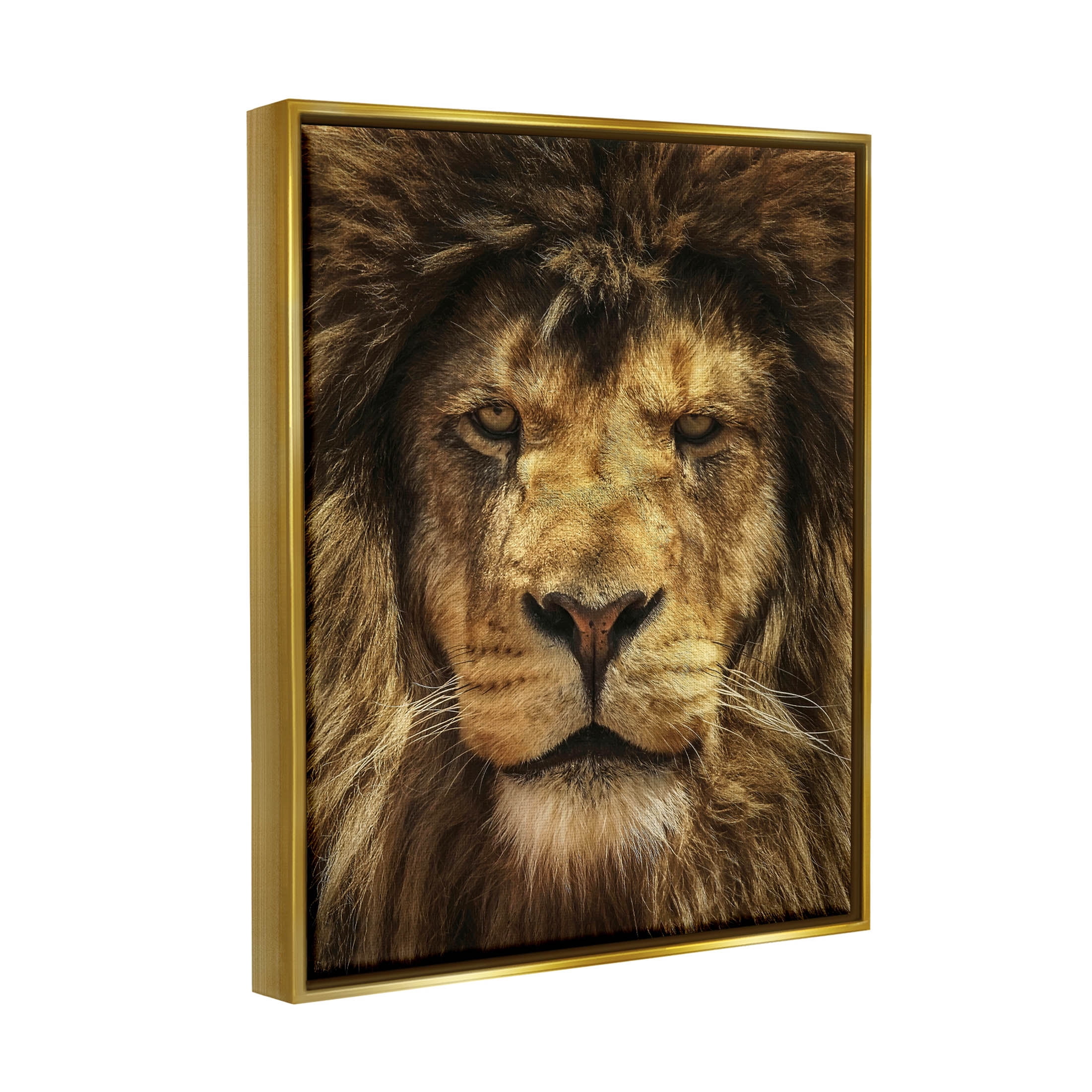 Stupell Industries Close Up Lion Portrait Photograph Metallic Gold Floating Framed Canvas Print Wall Art, Design by Carrie Ann Grippo-Pike