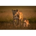 thumbnail image 2 of Ortega, Xavier 24x17 Gold Ornate Wood Framed with Double Matting Museum Art Print Titled - Mom Lioness With Cub, 2 of 4