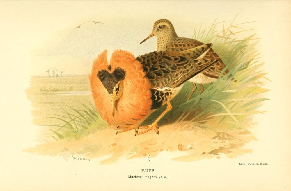 Birds Of The Britis