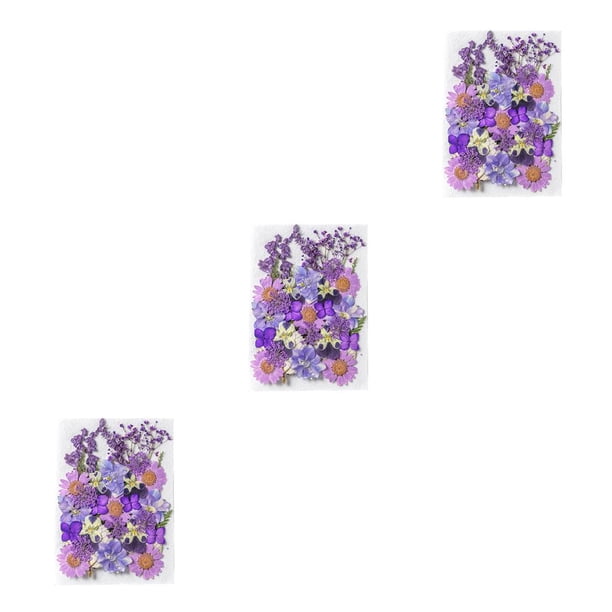 Flores secas naturales Inteprter decoración Floral prensada DIY plantas secas preservadas Tipo 1