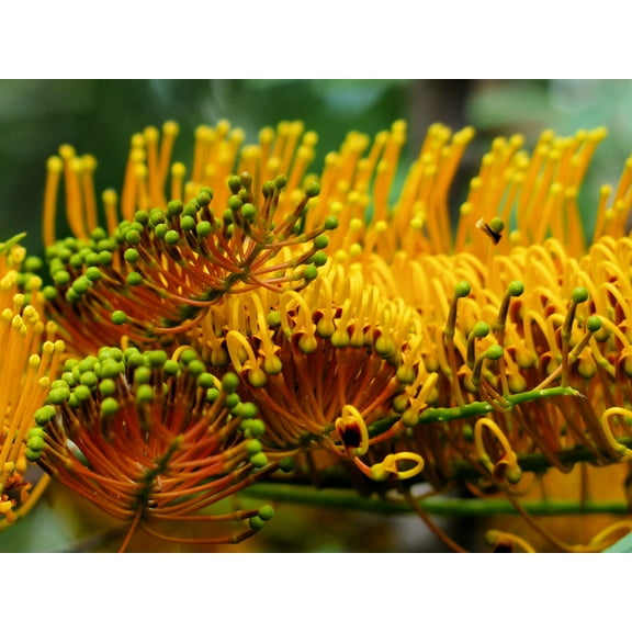 10 Heirloom Tropical Seeds -Silky Oak -Tropical or Bonsai Gardening -- Grevillea robusta