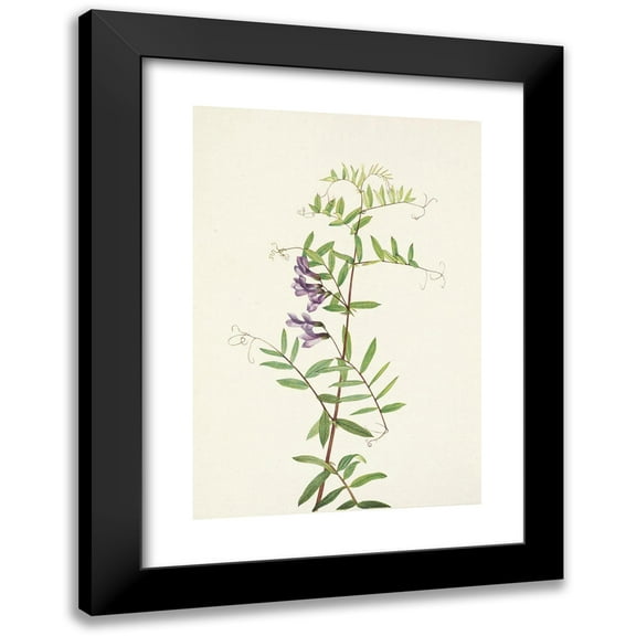 Mary Vaux Walcott 11x14 Black Modern Framed Museum Art Print Titled - American Vetch. American Addicts (1925)