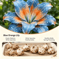 thumbnail image 2 of Lily Bulbs,Low Maintenance - Easy Grow - Ideal For Beds Borders, Plant Pots & Planters, 2 of 4