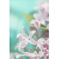 thumbnail image 2 of Stalus, Judy 17x24 White Modern Wood Framed Museum Art Print Titled - Lilac Flower, 2 of 4