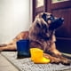 thumbnail image 3 of Felpudo DogBuddy de microfibra superabsorbente para perros (XL, bruma), 3 of 9