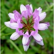 Angle View: Crown Vetch Seed - 1 Lb.