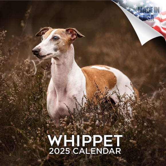 Calendario Whippet 2024 2025 – Calendario de pared mensual de raza de perro – 12 x 24 abierto – Papel grueso sin sangrado – Regalable – Calendario académico para profesores organización y planificació