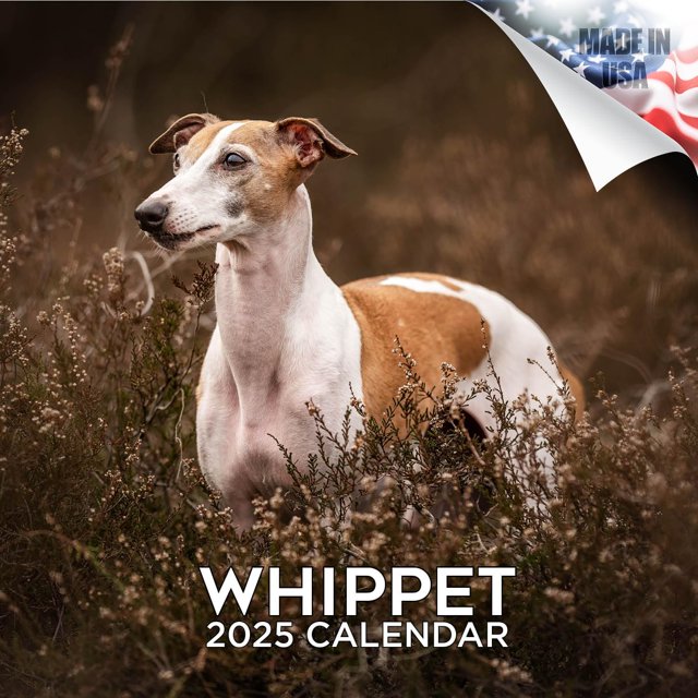 Calendario Whippet 2024 2025 – Calendario de pared mensual de raza de perro – 12 x 24 abierto – Papel grueso sin sangrado – Regalable – Calendario académico para profesores organización y planificació