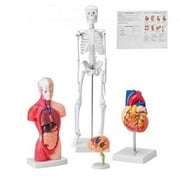 Brain Torso Body Heart Skeleton Human Anatomy Models Bundle Model - Set of 4