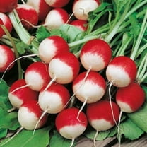 Sparkler White Tip Radish Seed, Home Garden, Sprouting Seeds, 200 seeds